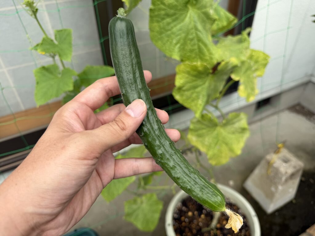 プランター栽培で収穫した2本目のきゅうり夏すずみを手に持っている様子