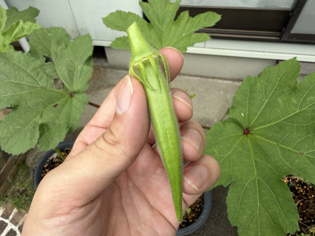 手に持った小さめの丸オクラの実