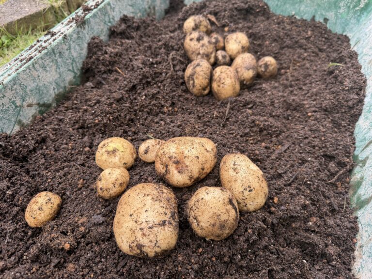 土嚢袋栽培で収穫した大小のジャガイモを、舟の中の土の上に並べた様子
