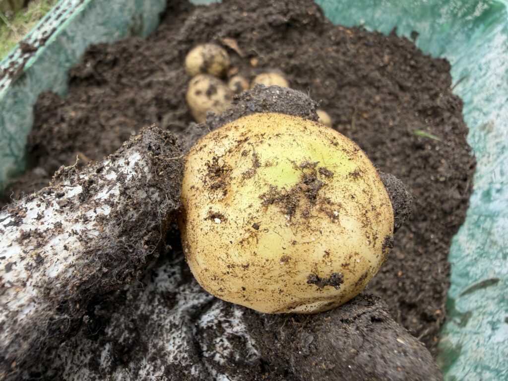 土嚢袋栽培で収穫したジャガイモの表面が、部分的に緑色っぽく見える様子