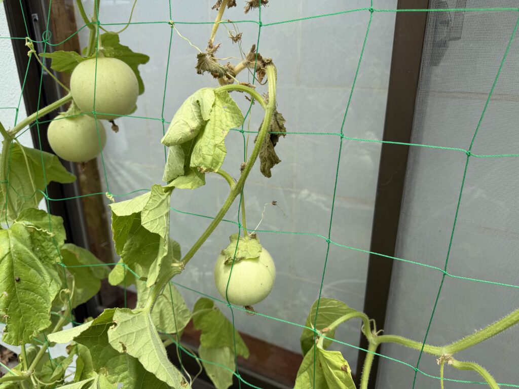 虫が発生した株に残っていた小さめのころたんの実