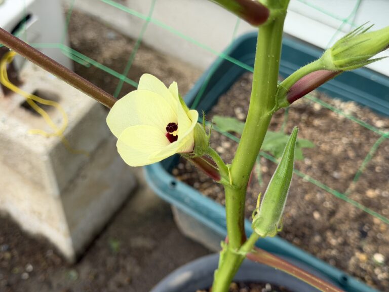 丸オクラの淡い黄色の花と、横に伸びた若い実の様子
