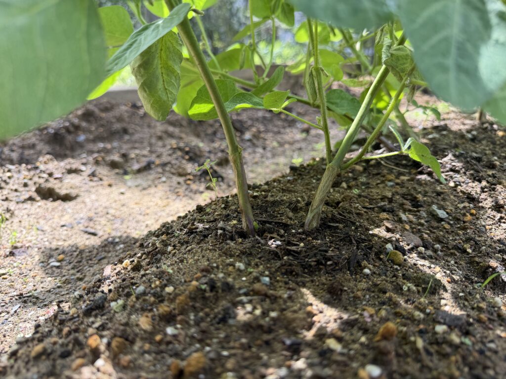 枝豆の株元の土が少し流れ、茎の根元が見えている様子