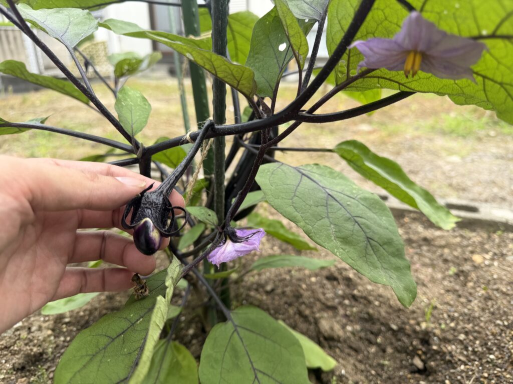 ナス千両2号の枝に紫色の花と小さな赤ちゃんナスがついている様子