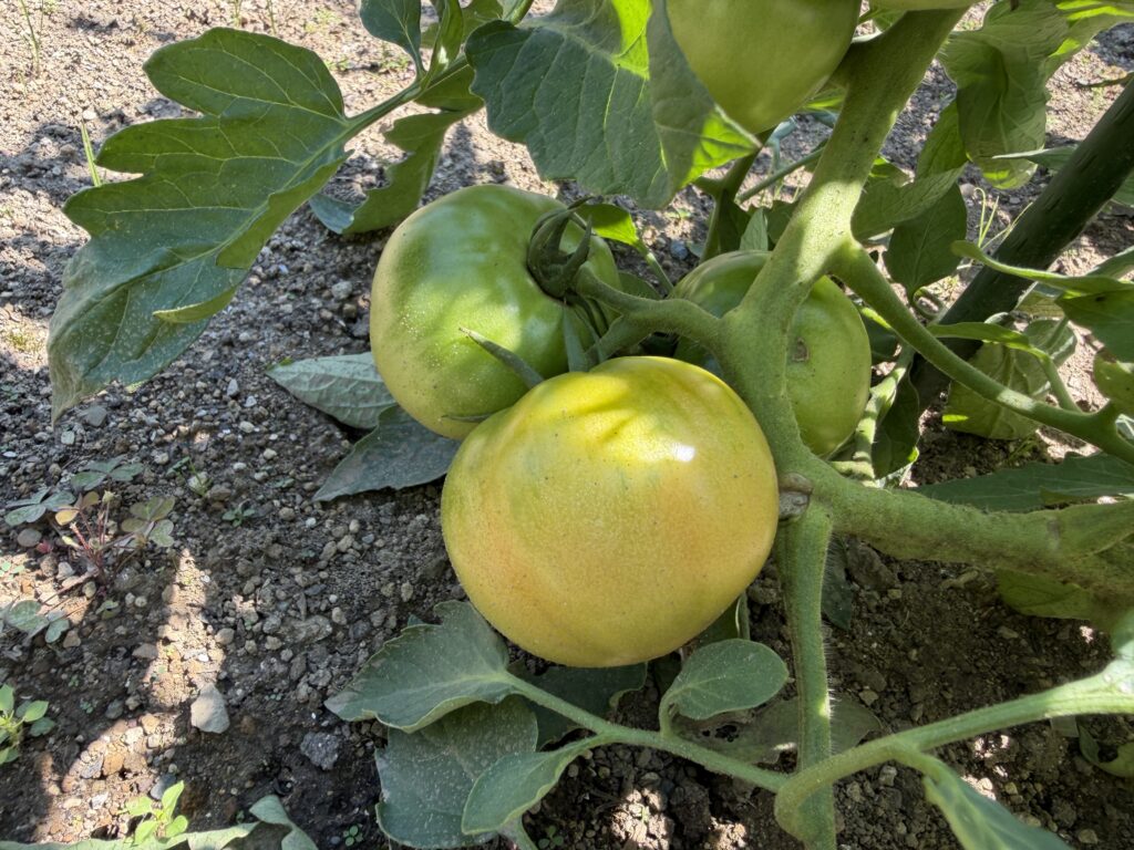 トマト桃太郎の一番果が青緑色から黄色に色づき始めた様子