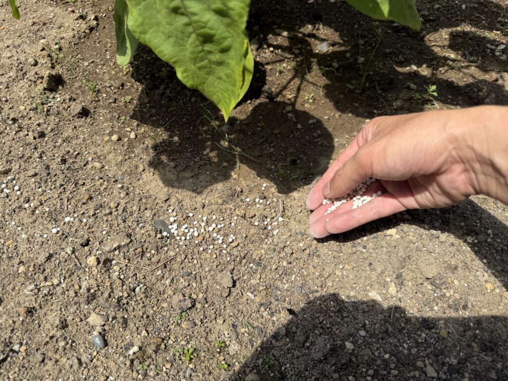 ナスの茎から離れた場所へ粒状肥料をまいている様子