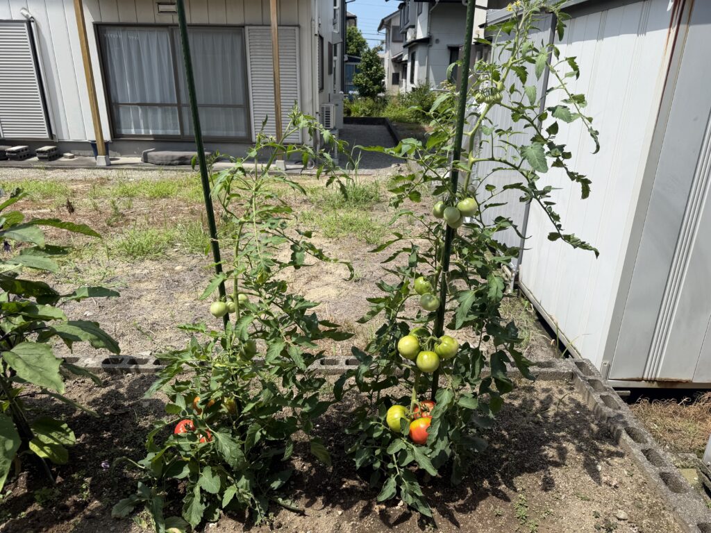 本支柱に沿って成長したトマト桃太郎2株に青い実や赤く色づいた実がついている様子