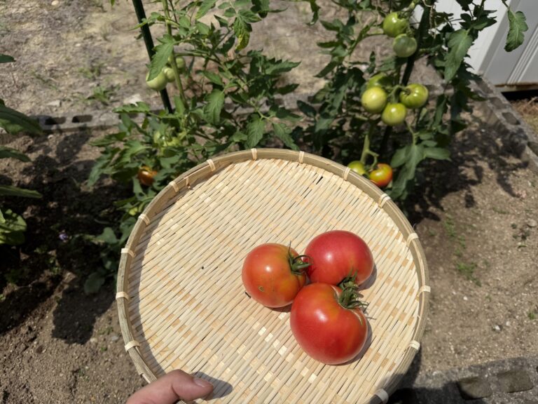 畑を背景に、収穫した桃太郎トマト3個を載せた竹ざる