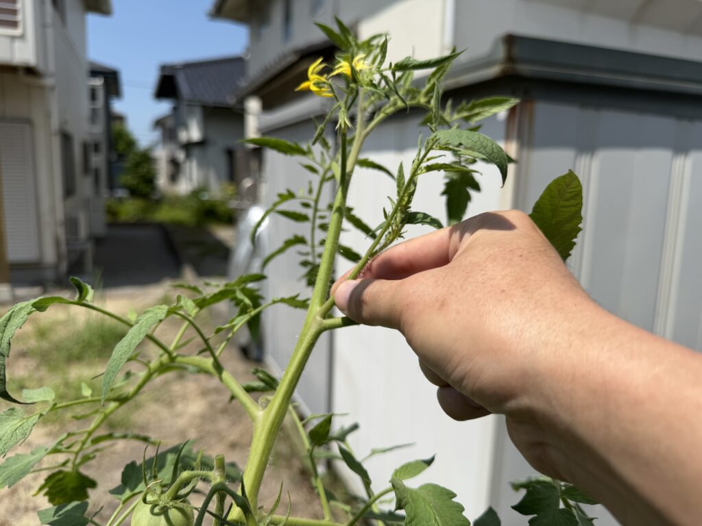 トマト桃太郎の主茎と葉の付け根から伸びたわき芽を指でつまんでいる様子