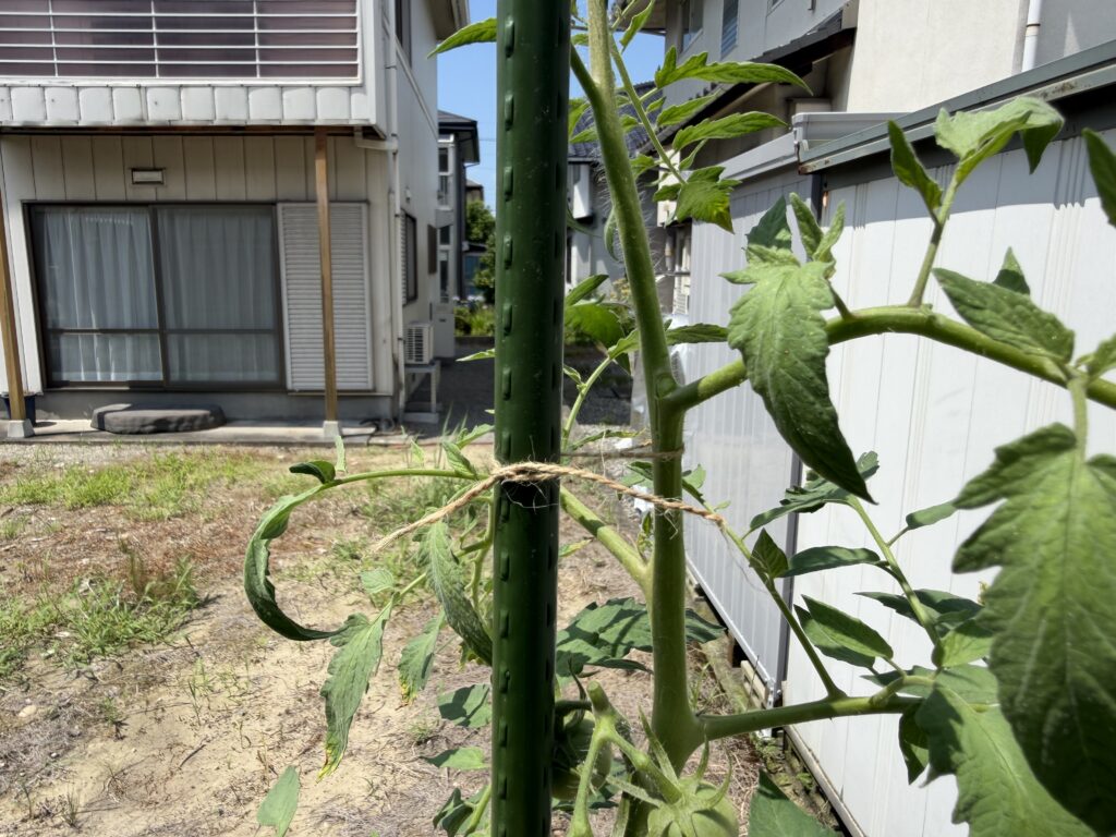 伸びたトマト桃太郎の主茎を本支柱へひもで誘引した様子