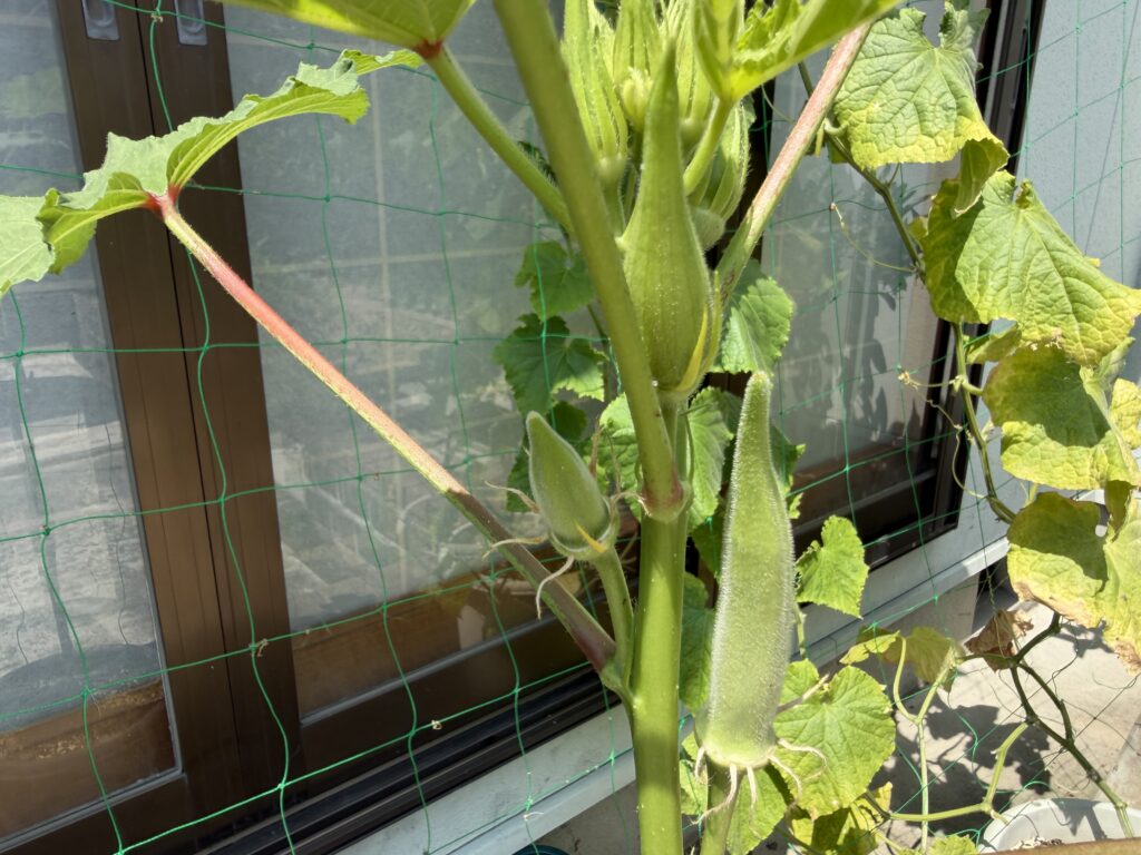 丸オクラの茎に大小複数の実がついている様子