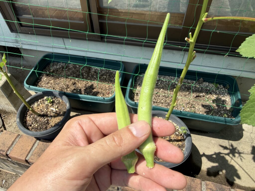 手に持った長さの異なる2本の丸オクラ
