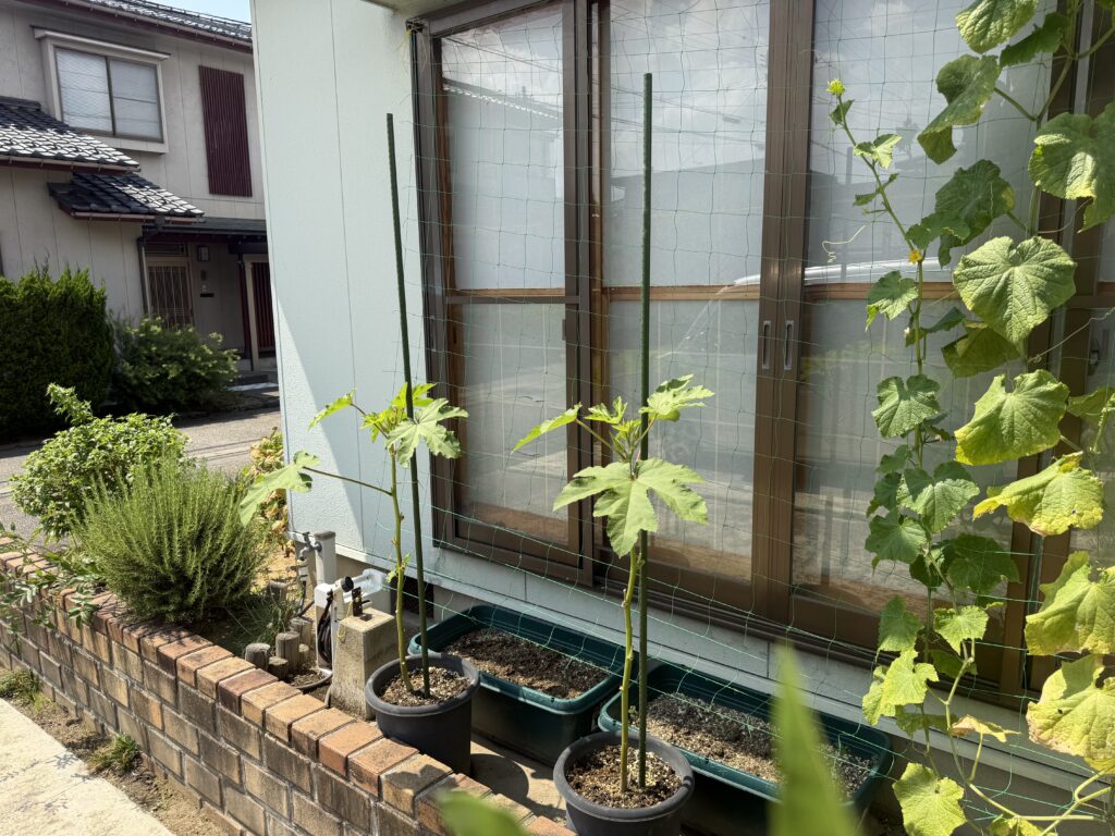 黒い丸鉢で育てている丸オクラ2株に緑色の支柱を立てた様子