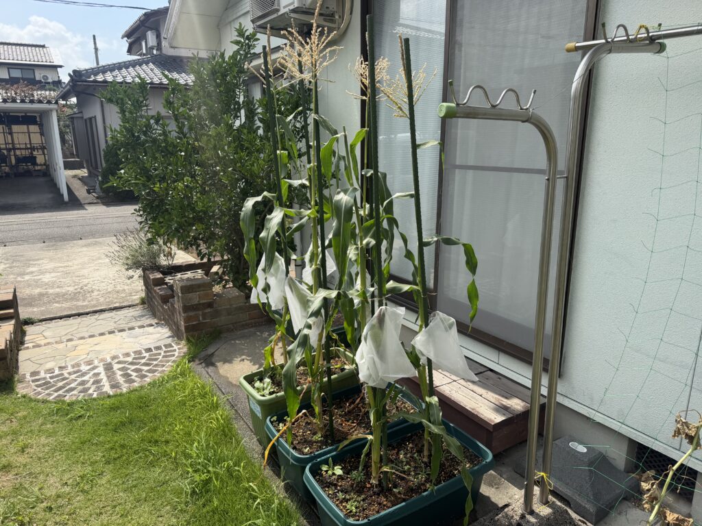 害虫ガードを付けた雌穂が育っているプランター栽培のとうもろこし6株