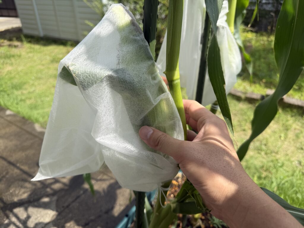 不織布の害虫ガードの上からとうもろこしの雌穂を手で触っている様子