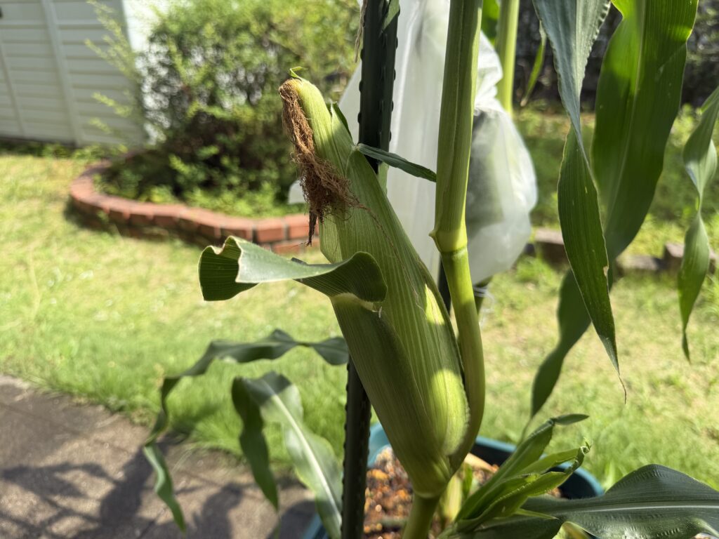 害虫ガードを外して茶色く枯れたヒゲが見えているとうもろこしの雌穂