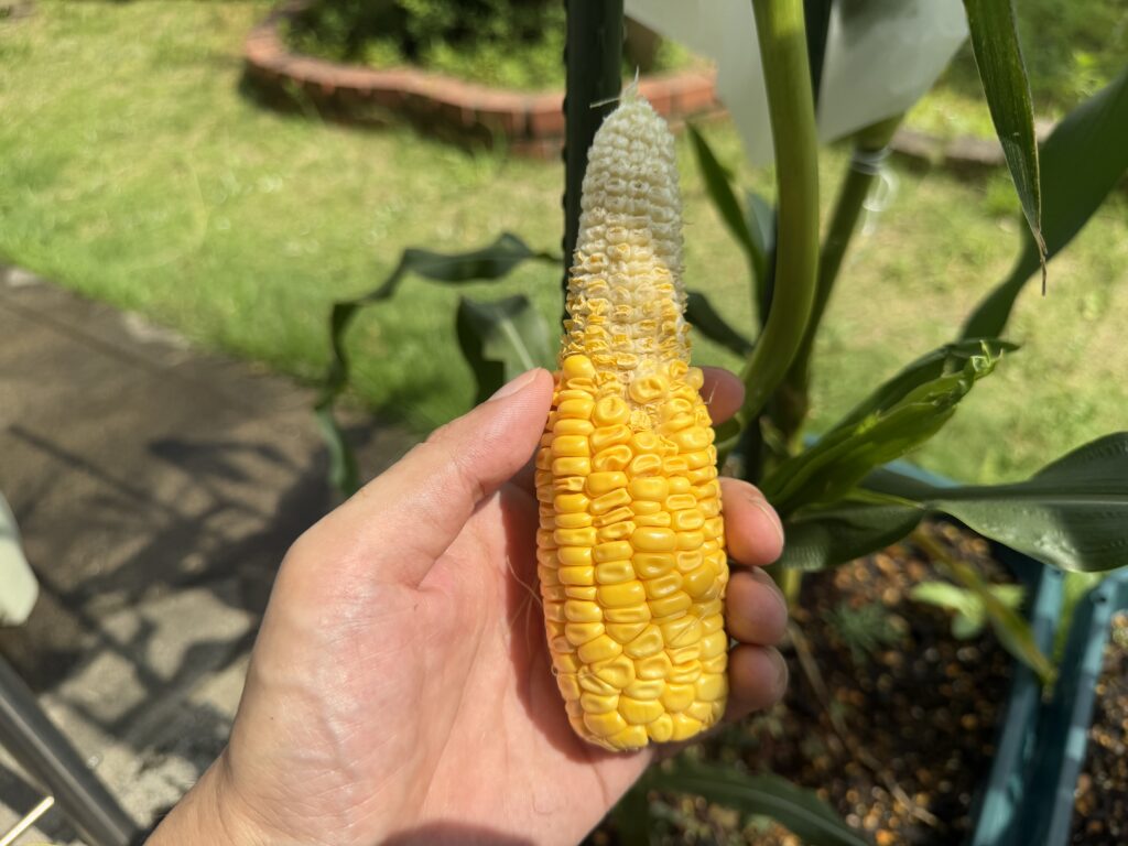 下半分には黄色い粒が入り先端側は白いままの収穫したとうもろこし