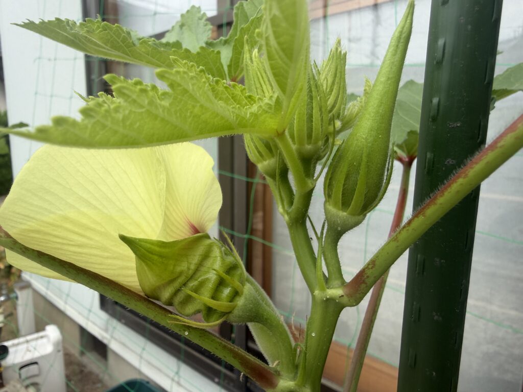 淡い黄色の丸オクラの花と若い実、複数のつぼみが並んでいる様子