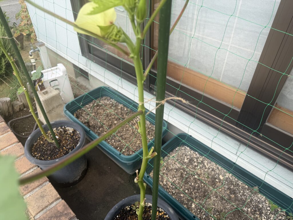 丸オクラの主茎をひもで緑色の支柱へ誘引した様子