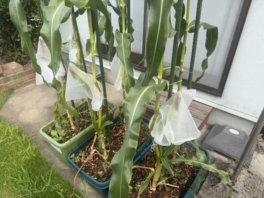 残り5本の雌穂に害虫ガードが付いているプランター栽培のとうもろこし