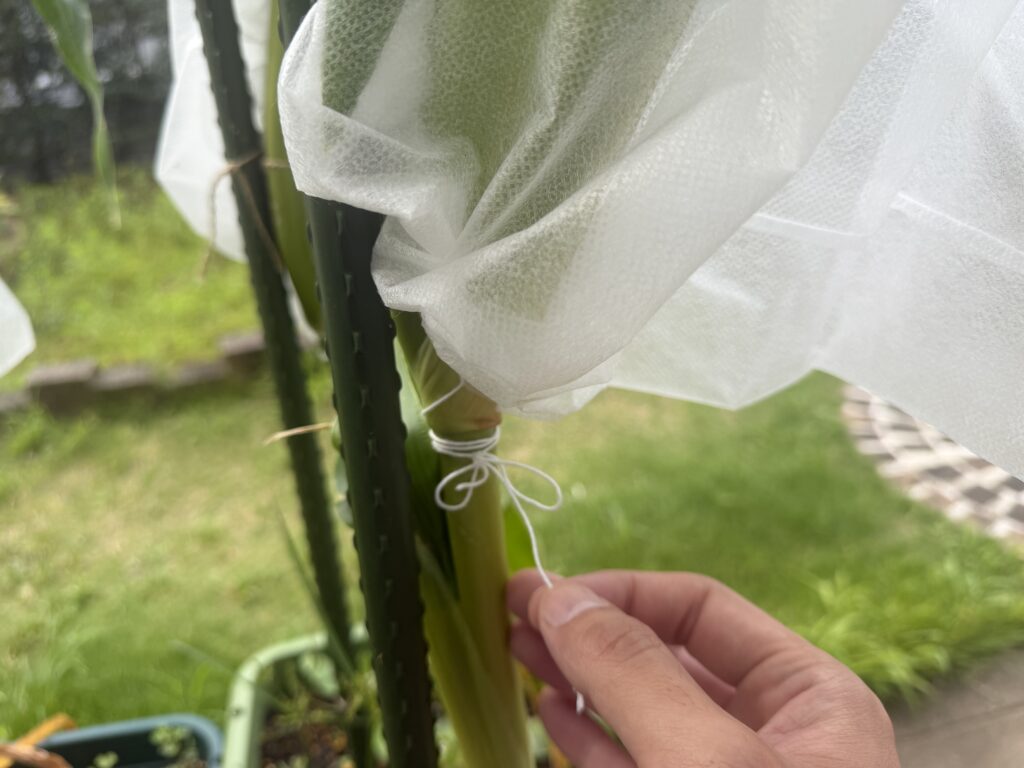 とうもろこし害虫ガードを固定していた白い紐を手でほどいている様子