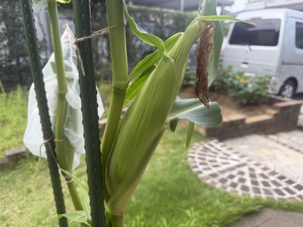 害虫ガードを外して茶色いヒゲが見えている収穫前のとうもろこし