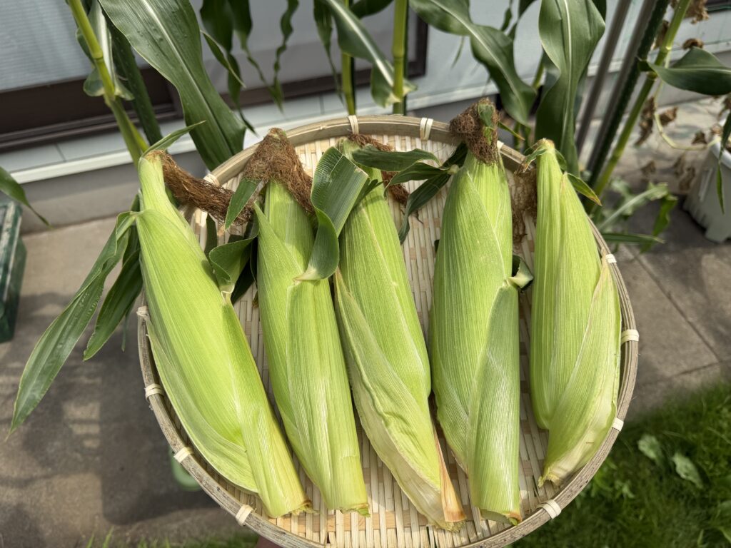 プランターから収穫して竹ザルに並べた皮付きのとうもろこし5本