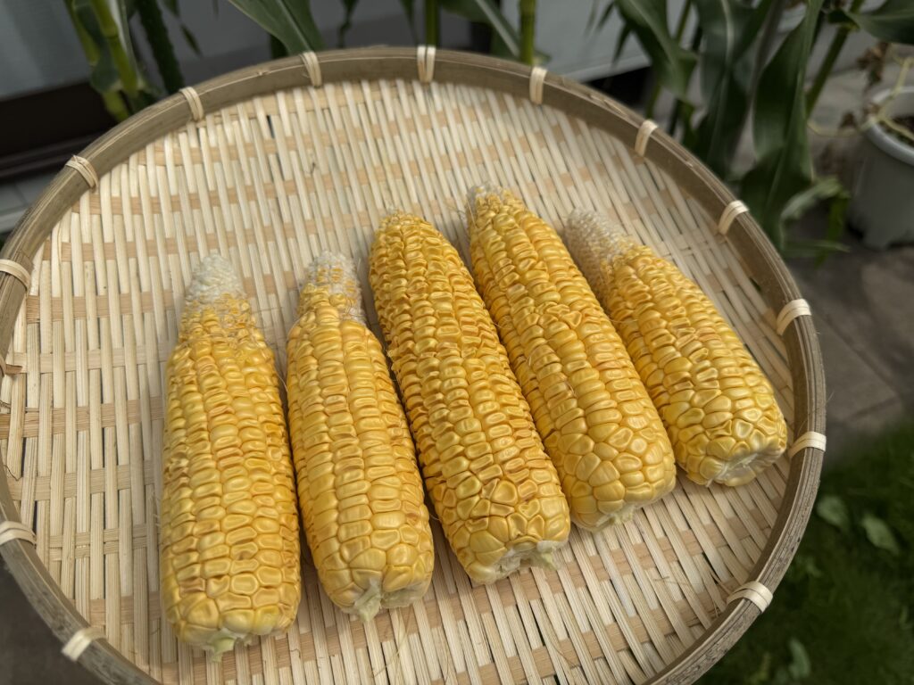 皮をむくと先端側の実入りに差があった収穫したとうもろこし5本