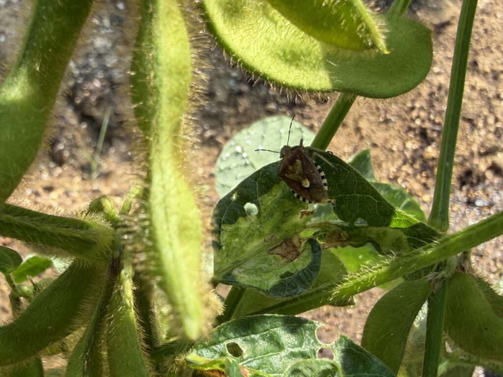 枝豆の莢にとまっていたカメムシらしい虫