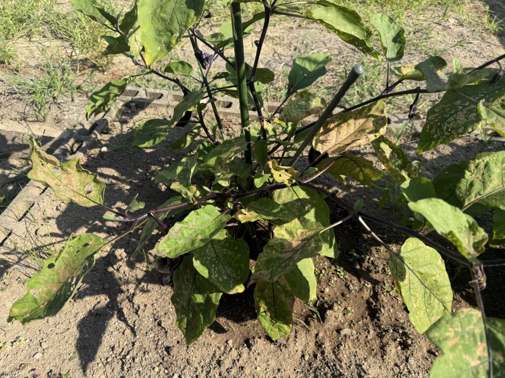 葉に細かな食害と茶色い傷みが広がったナス千両2号の株