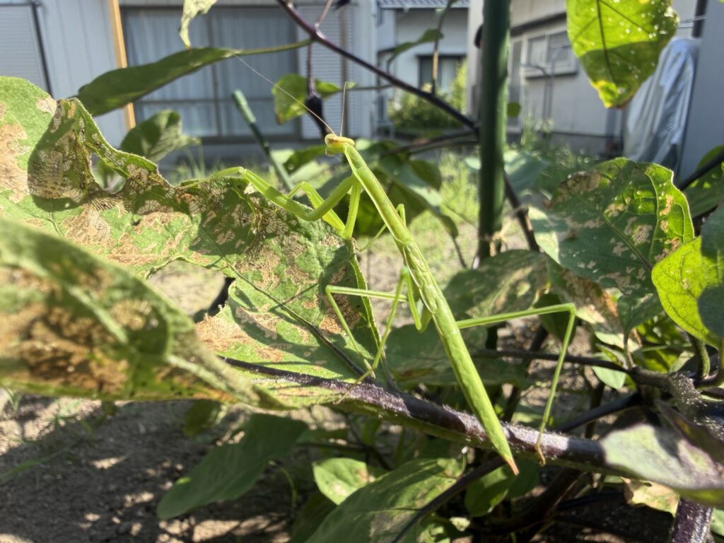 食害を受けたナスの葉の上にいた緑色のカマキリ
