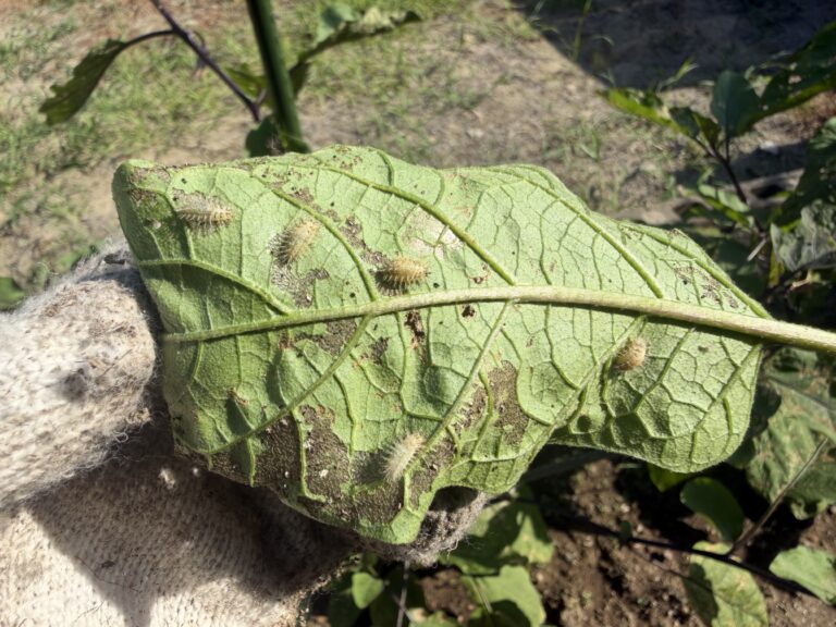 食害を受けたナスの葉裏に複数付いているテントウムシダマシ類の幼虫