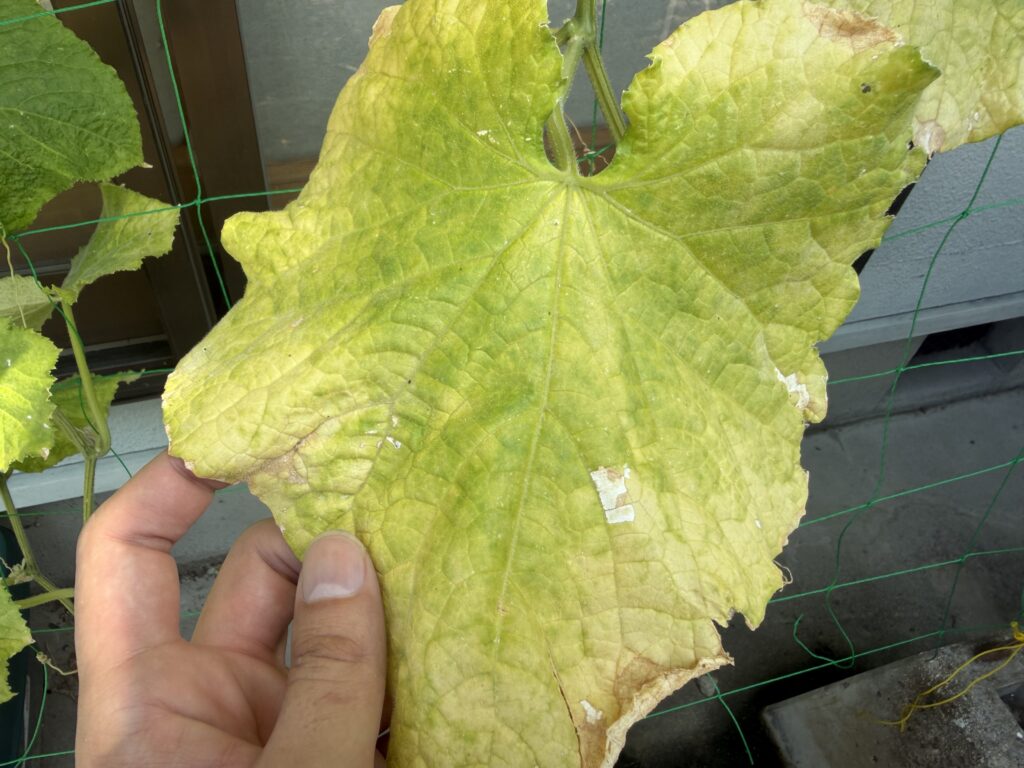 きゅうり夏すずみの親づるに付いた大きな葉が薄い黄色になり、葉の縁が茶色く枯れている様子
