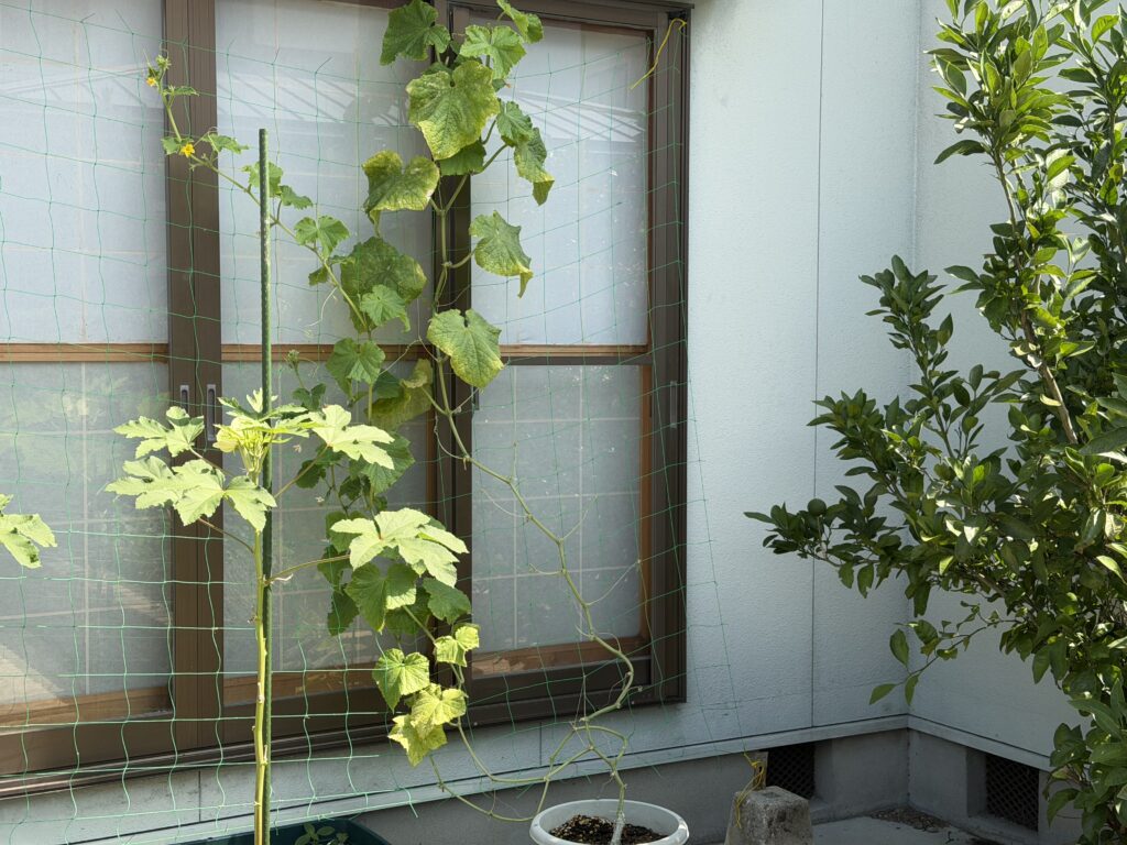 黄色く傷んだ葉を取り除いたあとの、プランター栽培のきゅうり夏すずみ全体の様子