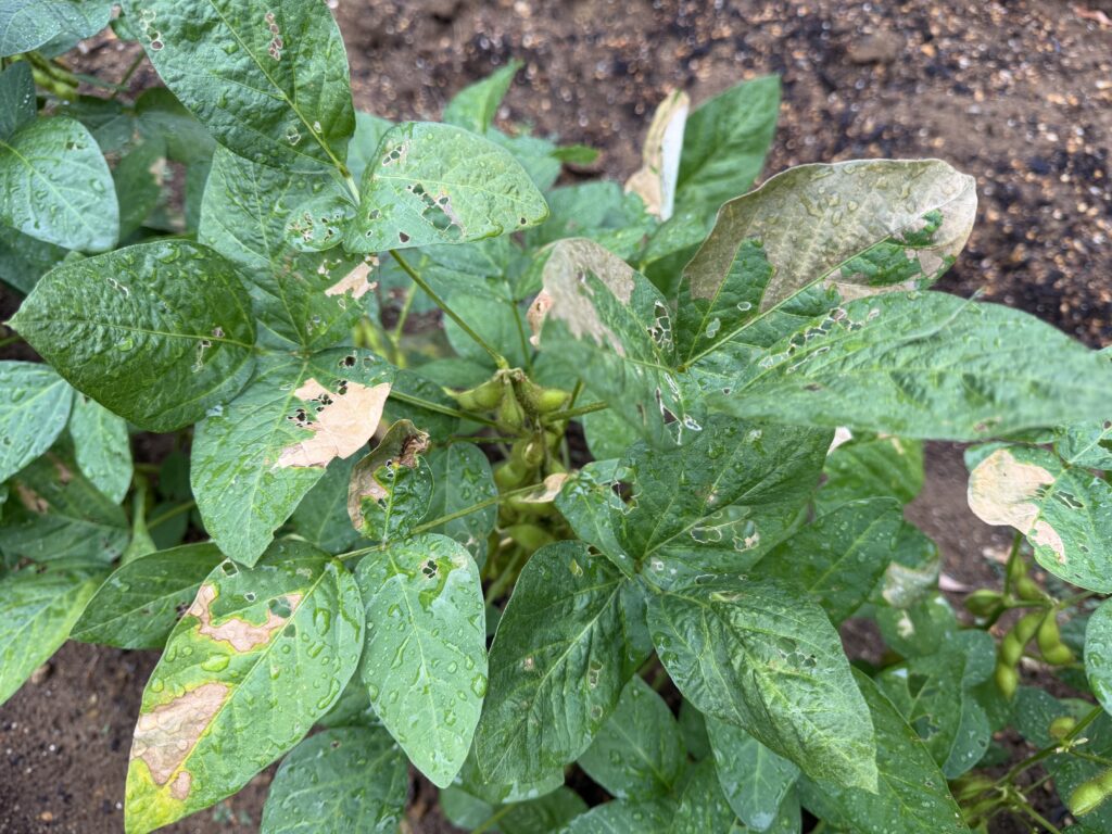 収穫直前に虫食いや変色が目立ってきた枝豆の葉