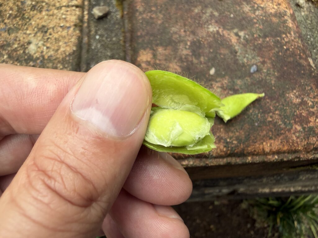 収穫前の枝豆の莢を開いて確認した緑色の豆