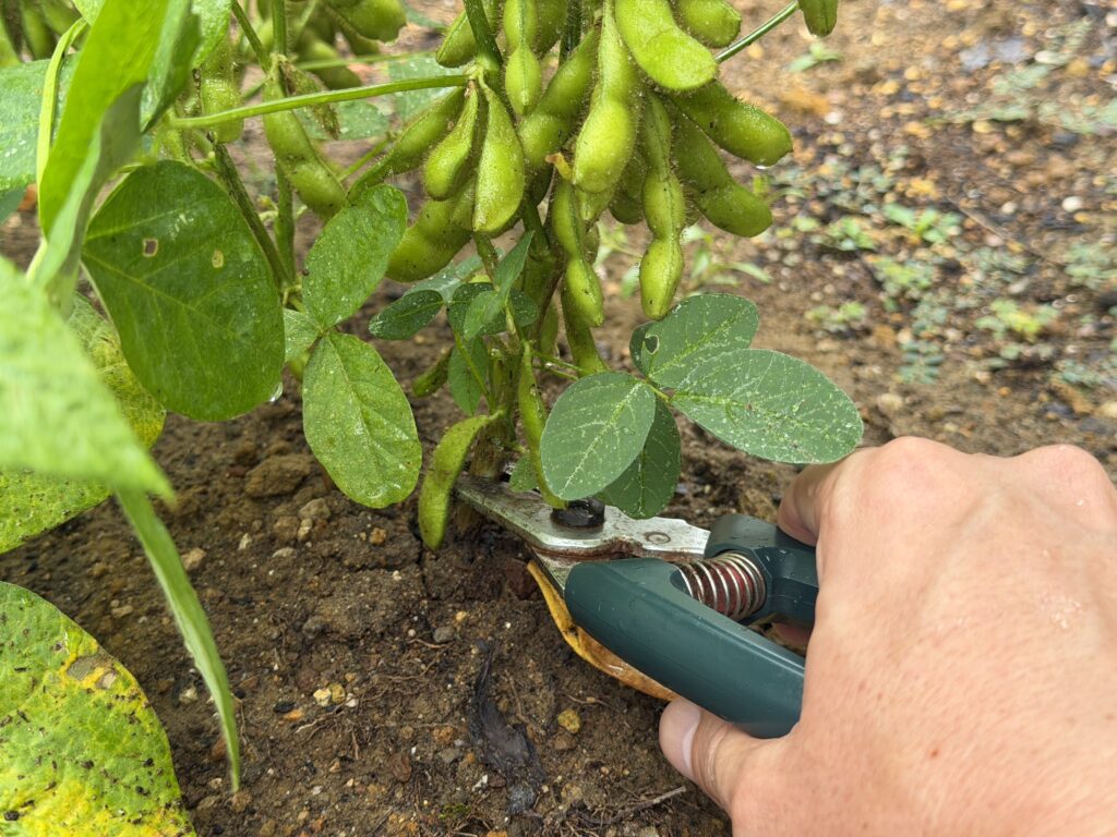 枝豆の株元を剪定ばさみで切って収穫する様子