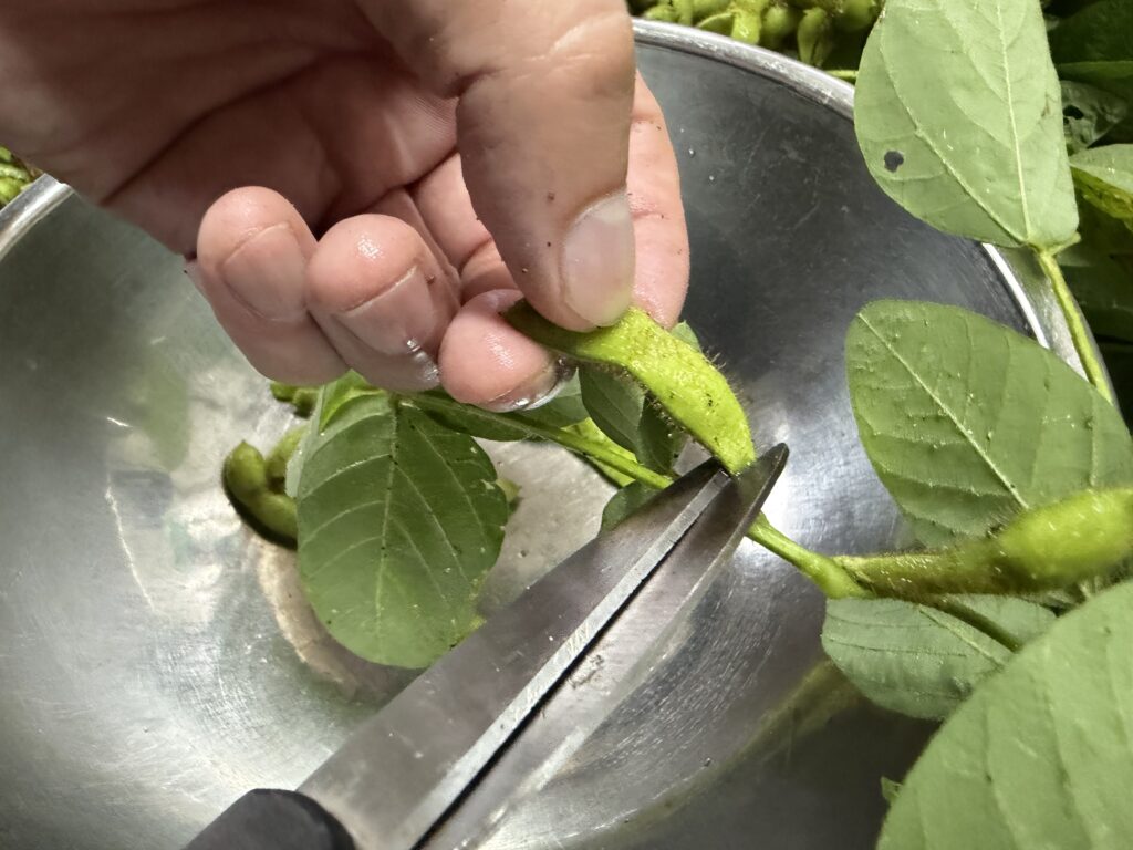 収穫した枝豆の莢を枝からハサミで切り離す様子