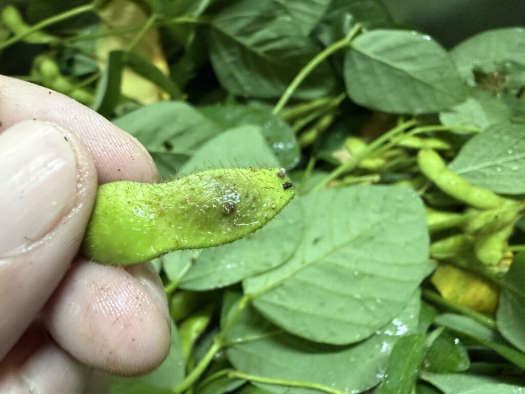 収穫した枝豆の中にあった変色した莢