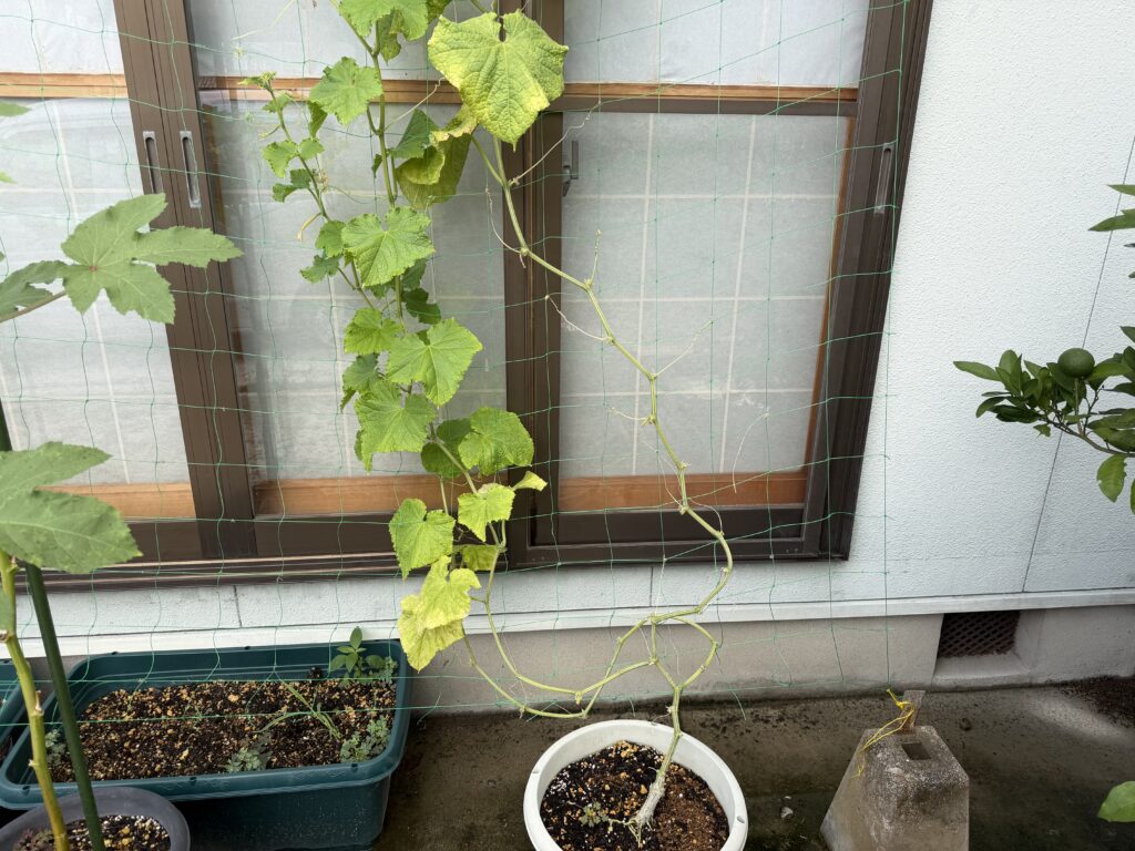 葉が少なくなり、つるだけになった部分も目立つ現在のきゅうり夏すずみの様子