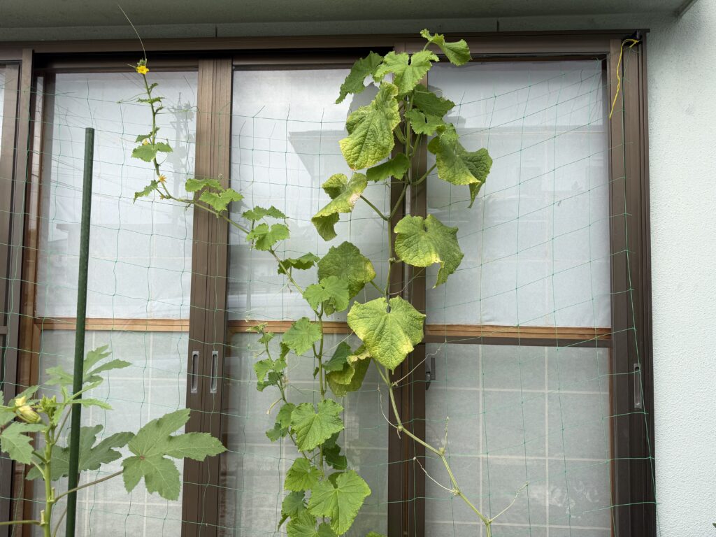 ネット上部まで伸びたきゅうり夏すずみで、残った葉にも黄色い部分が見られる様子