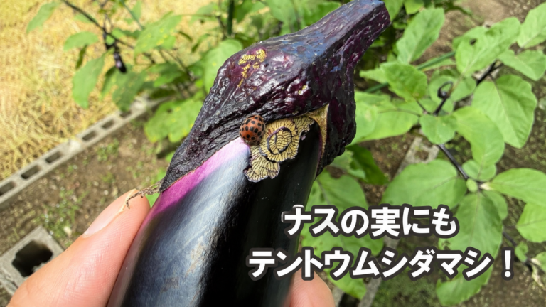 ナスの実の傷付近にいるテントウムシダマシ類の成虫