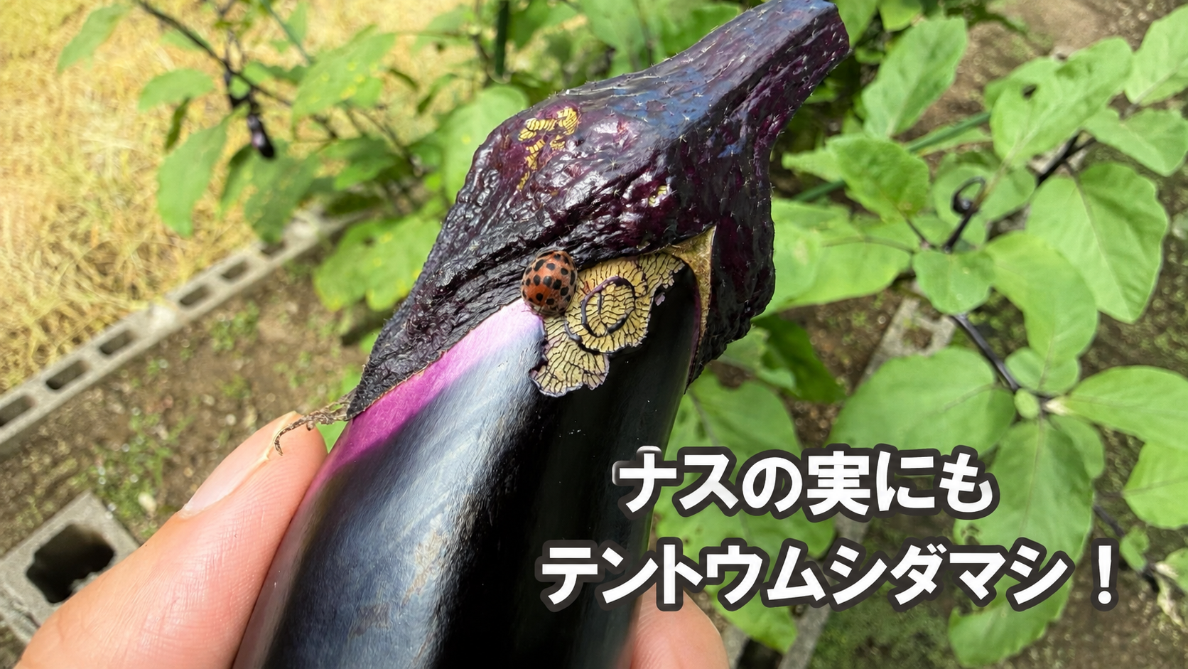 ナスの実の傷付近にいるテントウムシダマシ類の成虫
