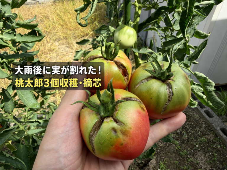 大雨後に大きく裂果したトマト桃太郎3個