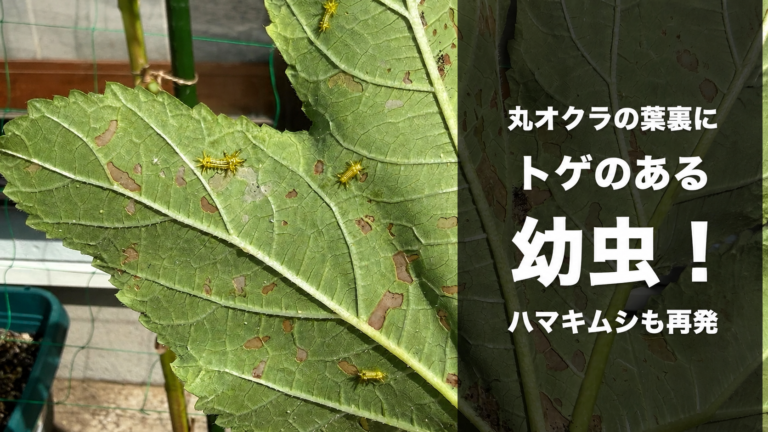 食害された丸オクラの葉裏に複数のトゲのある幼虫が集まる様子