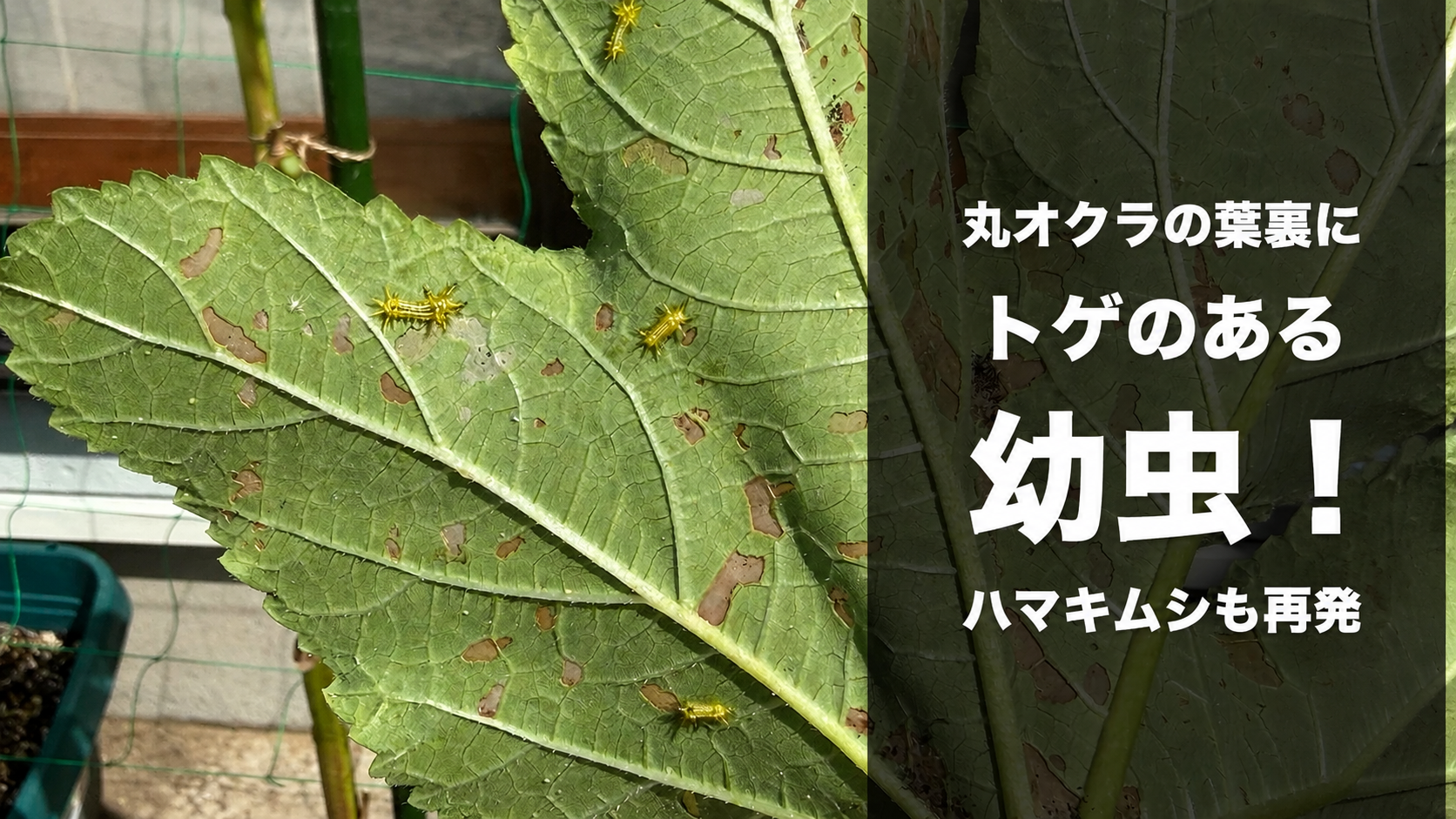 食害された丸オクラの葉裏に複数のトゲのある幼虫が集まる様子