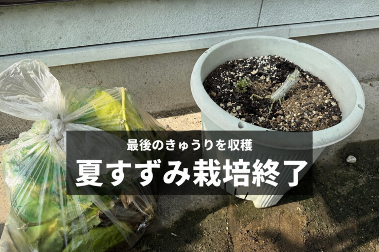 きゅうり夏すずみのつるとネットを処分袋にまとめ、株元だけが残ったプランター