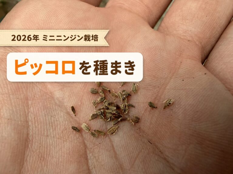 タキイのミニニンジン『ピッコロ』の種