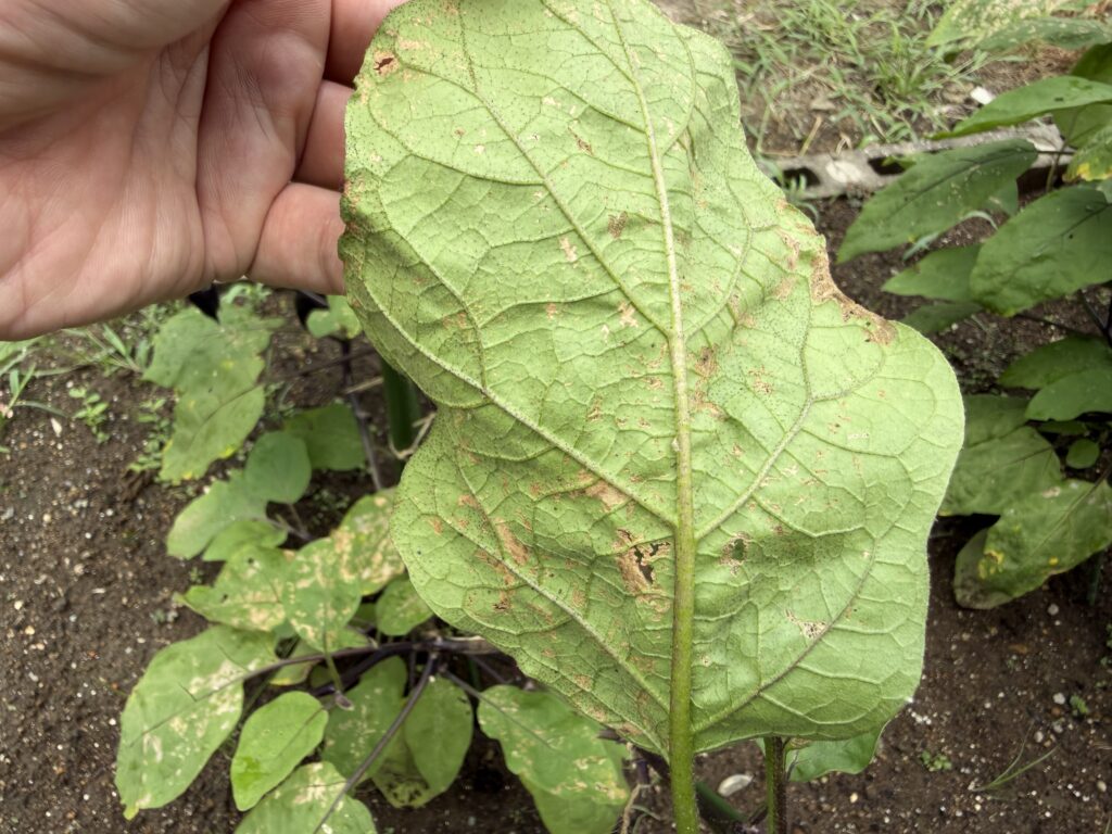 テントウムシダマシ類の幼虫を駆除してから2日後に確認したナスの葉裏