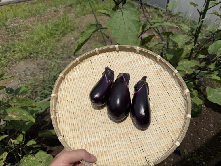 害虫駆除後に収穫した色つやのよい千両2号ナス3本を竹ザルに並べた様子